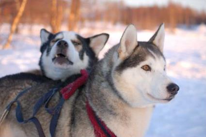 Sjours Activits Bennett Arctic Club Savukoski  / Ivalo / Laponie Finlandaise