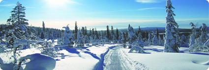 Sjours Activits Bennett Arctic Club Savukoski  / Ivalo / Laponie Finlandaise