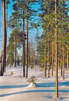 Hotel Auberge de Loma Vietonen 3 *** / Rovaniemi / Laponie Finlandaise