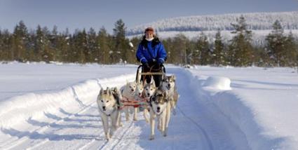 Dcouvertes Traneau  Chiens Empreintes sur le Cercle Polaire / Rovaniemi / Laponie Finlandaise