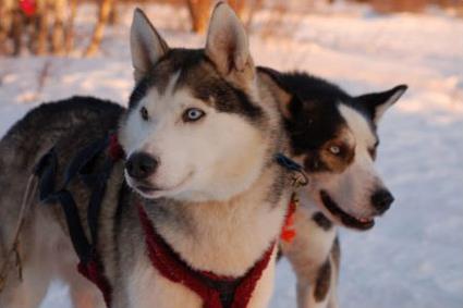 Dcouvertes Traneau  Chiens Empreintes sur le Cercle Polaire / Rovaniemi / Laponie Finlandaise