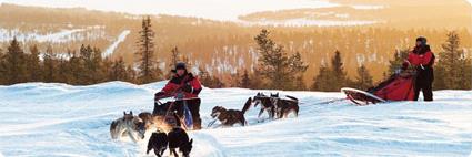 Dcouvertes Traneau  Chiens Empreintes sur le Cercle Polaire / Rovaniemi / Laponie Finlandaise