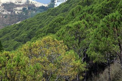 Les Circuits  Beyrouth / Charmes du Levant / Liban