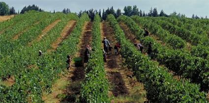 Les Excursions  Beyrouth / Les vignobles de la Bekaa / Liban