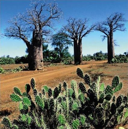 Circuit Madagascar / Court circuit / Les Tsingy de Bemaraha