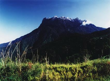 Les Excursions  Borno / Fougres de Sabah / Malaisie