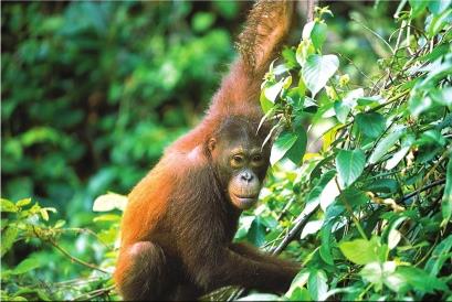 Les Excursions  Borno / Fougres de Sabah / Malaisie