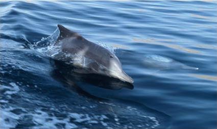 Les Excursions  Oman / Avec les dauphins / Oman