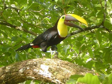 Combin Circuit - Costa Rica / Panama