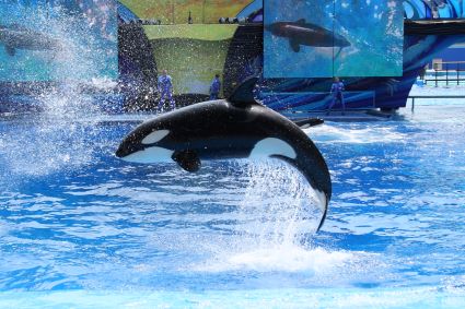 SeaWorld Orlando payer en plusieurs fois