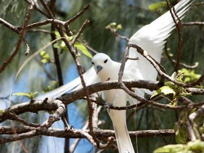 Hotel Bird Island Lodge 3 *** / L'le aux Oiseaux / Seychelles