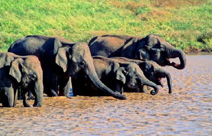 Circuit La marche des lphants / Sri Lanka