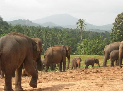 Court circuit Le Royaume des lphants / Sri Lanka