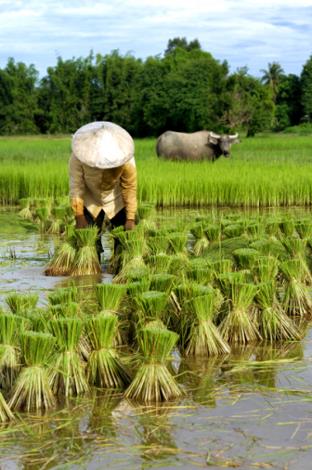 Les Excursions  Chiang Ma / Jouez les aventuriers de la fort / Thalande