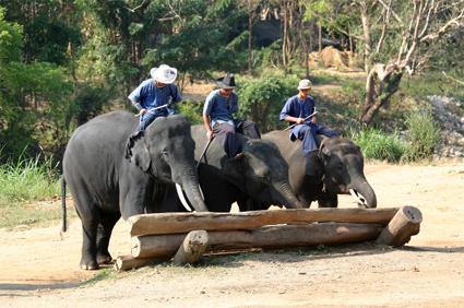 Les Excursions Famille  Chiang Ma / Une aventure dans la jungle / Thalande