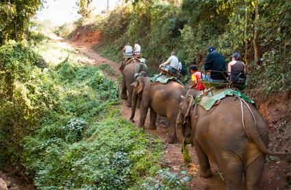 Les Excursions  Chiang Ra et le Triangle d'Or / Des lphants et un bateau / Thalande