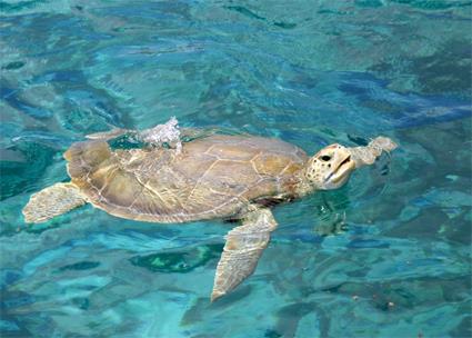 Croisire Equateur - Les Galapagos 4 jours / 3 nuits