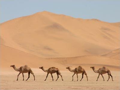 Autotour Le Sud Tunisien / Djerba / Tunisie