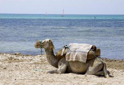 Sjour Combin Djerba - Tozeur / Djerba -Tozeur / Tunisie