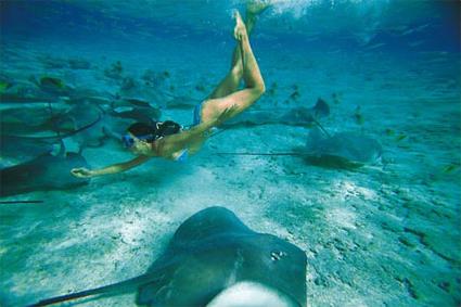 Bora Bora / Excursions / Requins et Raies du Lagon / Polynsie Franaise