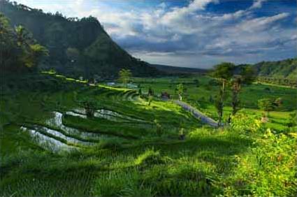 Les Circuits  Jogjakarta / La nouvelle vie de Bebekan / Indonsie