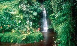 Excursions Tahiti / les Sous le Vent / Polynsie Franaise