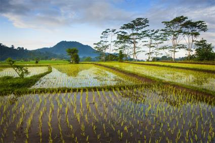 Les Excursions  Ubud / Bien-tre et partage / Indonsie