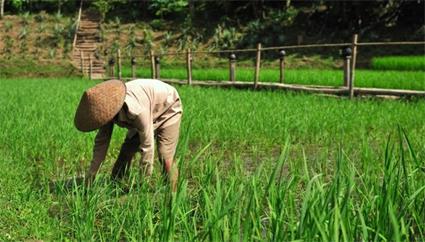 Les Excursions  Siem Reap / La campagne cambodgienne  vlo / Cambodge