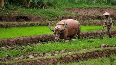 Les Excursions  Luang Prabang / Les chutes de Khouang Sy / Laos