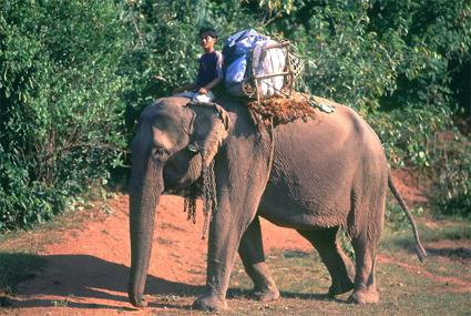 Les Excursions  Luang Prabang / Sur la piste des tigres / Laos