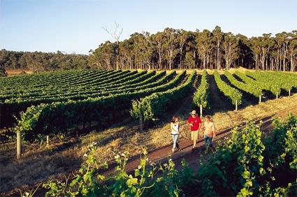 Perth / Excursions Incontournables / Rgion de Margaret River / Australie Occidentale