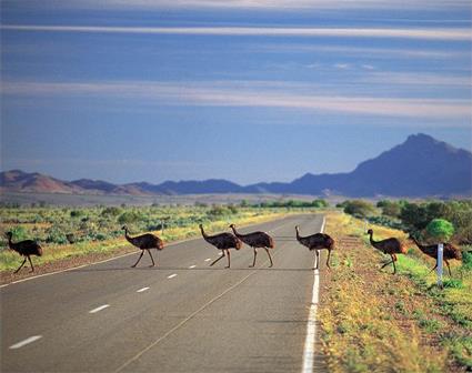 Circuit Evasion Nature dans les Gawlers Ranges / Australie du Sud / Australie 