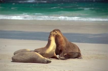 Circuit Kangaroo Island en Car et Ferry / Kangaroo Island / Australie