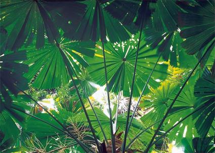 Circuits Guids de 2 jours en 4 x4 au Cap York / 2 Jours  Cooktown et Culture Aborigne / Cairns