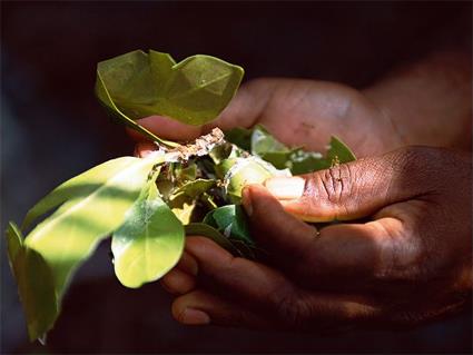 Circuits Guids de 2 jours en 4 x4 au Cap York / 2 Jours  Cooktown et Culture Aborigne / Cairns
