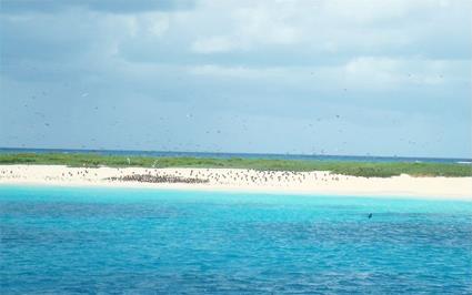 Croisire Esprit Dcouverte en Catamaran  Michaelmas Cay / Le Queensland / Australie