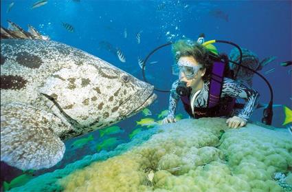 Croisire Esprit Plongeur - Plonges sur la Grande Barrire / Le Queensland / Australie