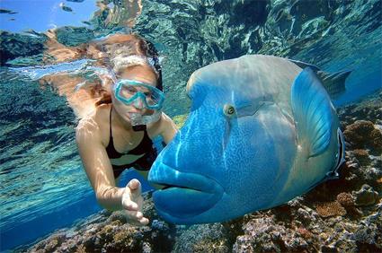 Croisire La Grande Barrire de Corail en Voilier / Cairns / Le Queensland