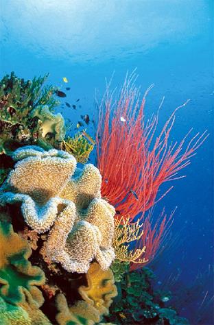 Croisire La Grande Barrire de Corail en Voilier / Cairns / Le Queensland