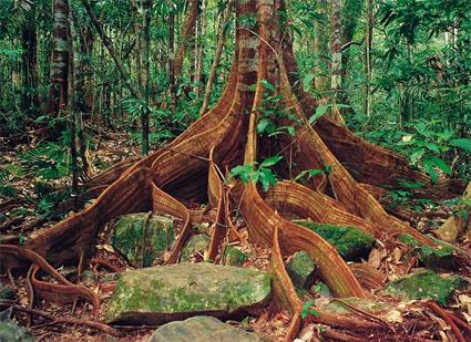 Circuits Guids de 3 jours en 4 x4 au Cap York / Fort Tropicale et Culture Aborigne / Cairns