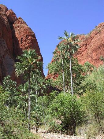 Hotel El Questro Homestead 5 ***** / El Questro / Les Kimberley