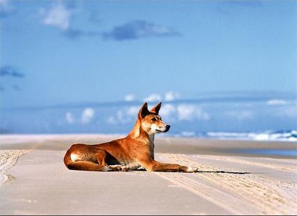 Safari sur Fraser Island / Fraser Island / Queensland