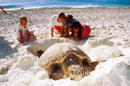 Heron Island / Grande Barrire de Corail / Queensland