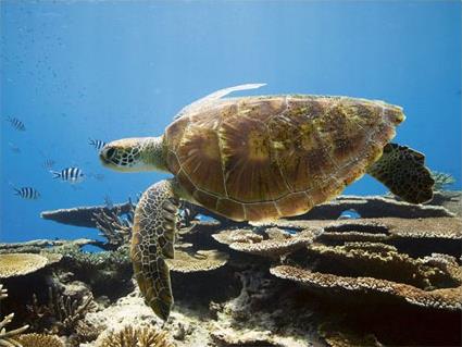 Lady Elliot Island / Grande Barrire de Corail / Queensland