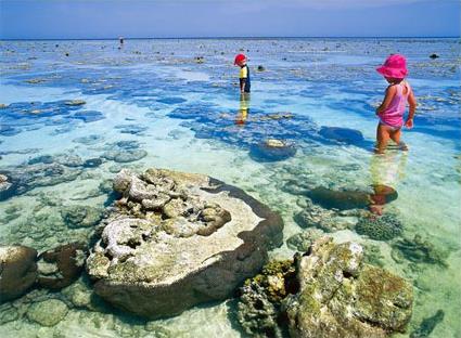 Lady Elliot Island / Grande Barrire de Corail / Queensland