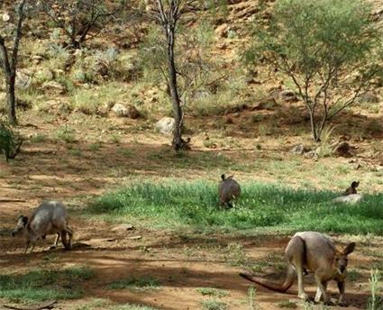 Hotel Alice Station B&B 4 **** / Alice Springs / Australie