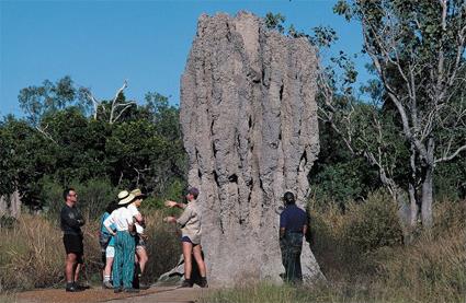 Darwin / Excursions Incontournables / Journe  Litchfield / Australie