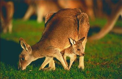 Melbourne / Excursions Insolites / Kangourous et koalas / Victoria 