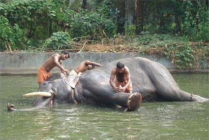 Les Circuits  Cochin / Kerala hors piste / Inde du sud