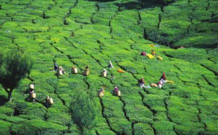 Les Circuits  Cochin / Kerala hors piste / Inde du sud